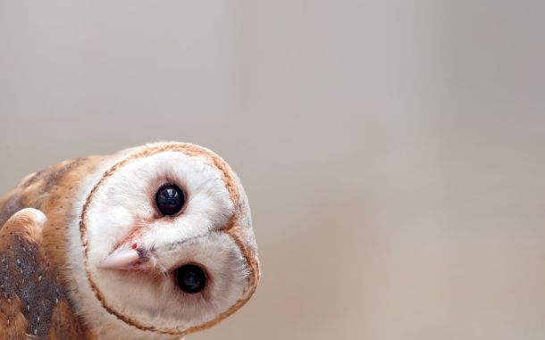 The Owl and Its Parabolic Face